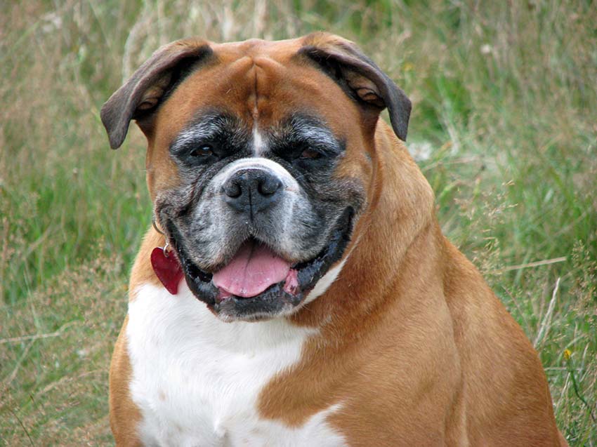 nov-senior-awareness-boxer